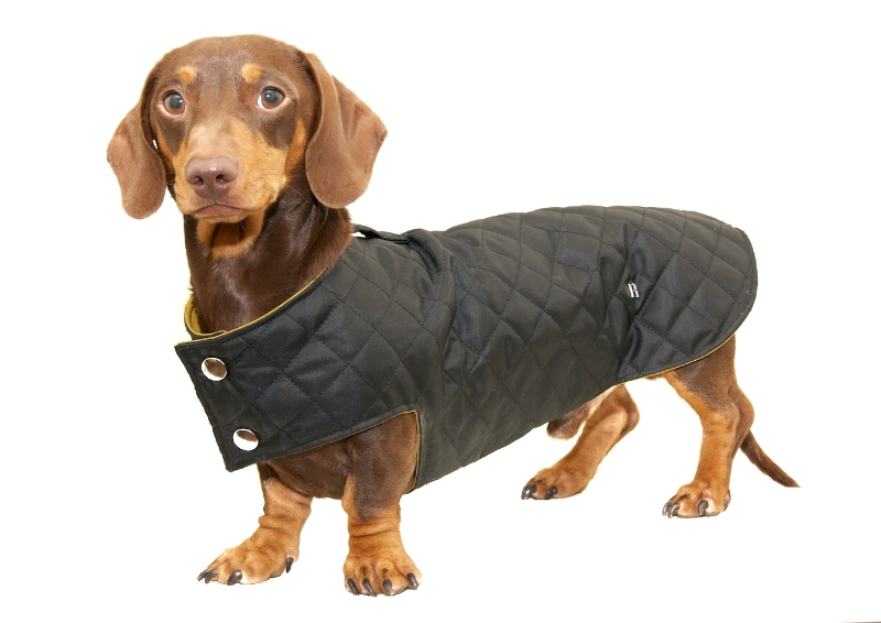 Dachshund Dog Clothing